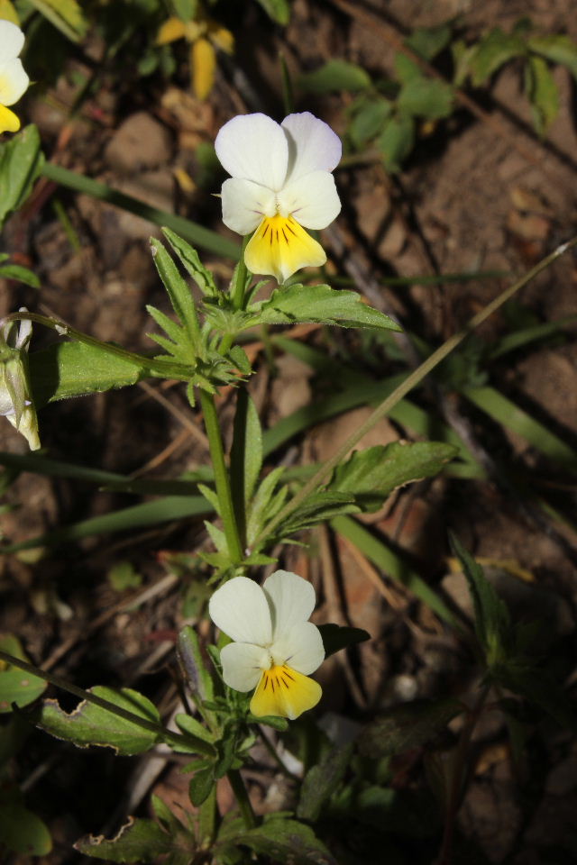 Viola tricolor / Viola del pensiero
